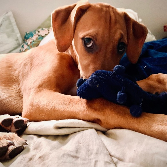 Meet your Posher, Evangeline - Picture 1 of 1